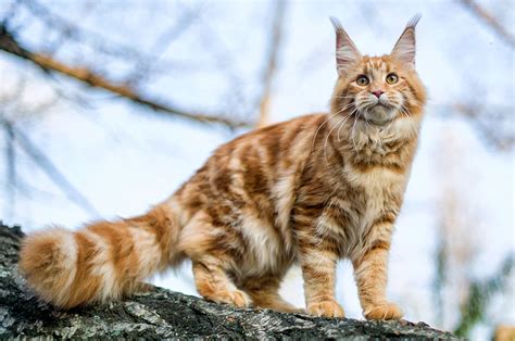 Maine Coon cat breed - Information & characteristics