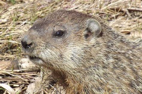 Where Do Groundhogs Live? - Wildlife Informer