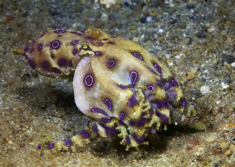 Blue Ringed Octopus Behavior - AnimalBehaviorCorner