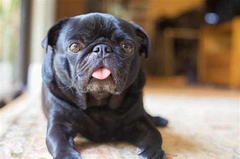 Black Pug: The Complete Care Guide | Perfect Dog Breeds