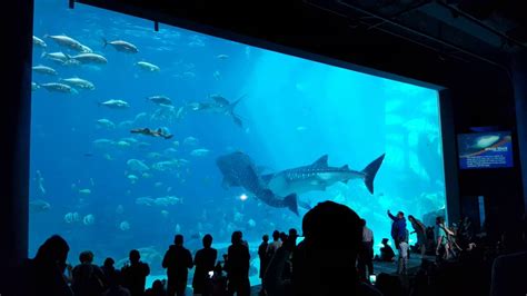 Where Did The Georgia Aquarium Whale Sharks Come From - Aquarium Views