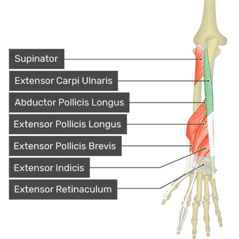 Extensor Carpi Ulnaris - Attachments, Action & Innervation | GetBodySmart