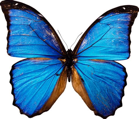 Blue Butterfly Png Image Transparent HQ PNG Download | FreePNGimg