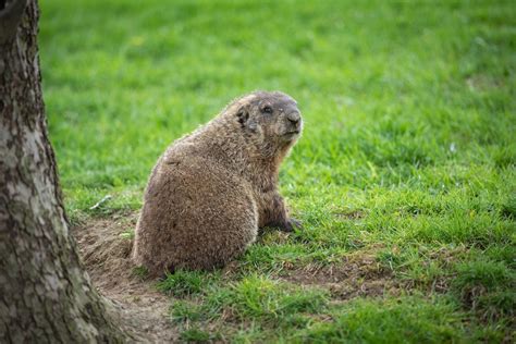 Where Do Groundhogs Live? An Exploration of Their Habitat - Animal Hype