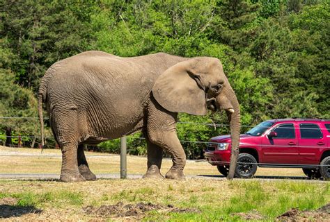 Six Flags Wild Safari Drive-Thru Adventure: An Interactive Zoo Experience You Won't Want To Miss