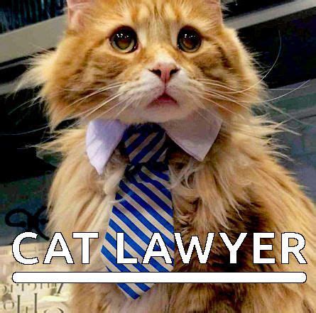 Lawyer Cat | Cats, Funny cats, Funny cat memes