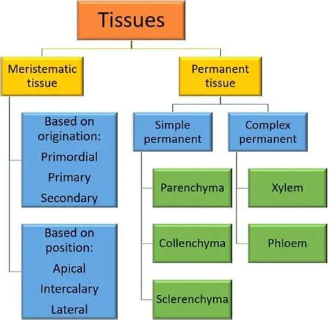 Difference Between Meristematic and Permanent Tissue (with Comparison Chart) - Bio Differences