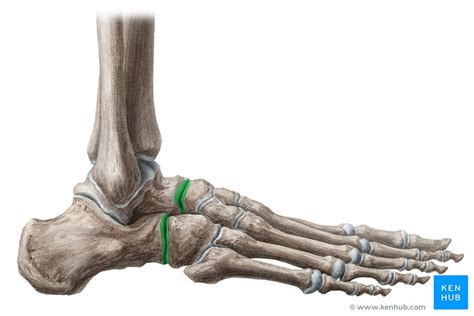 Transverse tarsal joint: Bones, ligaments, movements | Kenhub