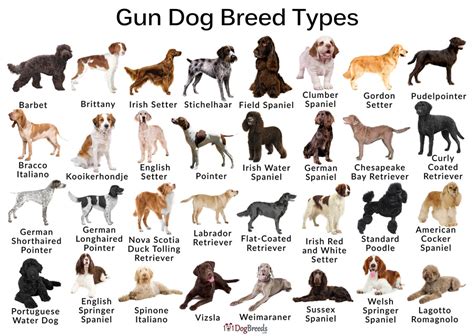 Which Dogs Are Gun Dogs