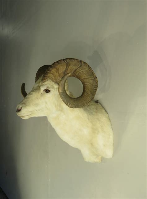 Dall Sheep Ram taxidermy for sale. S-132D – Mounts For Sale