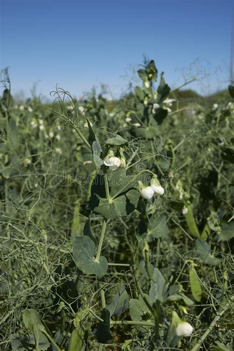 Peas Plant, Pisum Sativum, With Flowers And Pods Stock Photo - Image of plant, flowers: 140104548