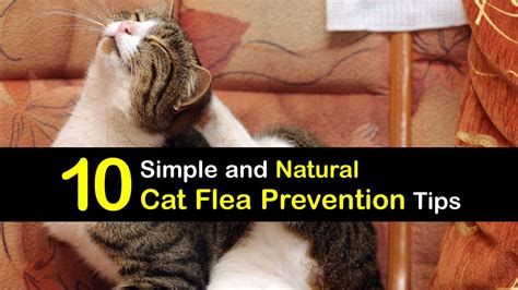 Preventing Fleas on Cats - Natural Tips for Cat Flea Prevention