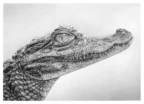 Crocodile DRAWING by TrentRedmon | Realistic animal drawings, Crocodile ...