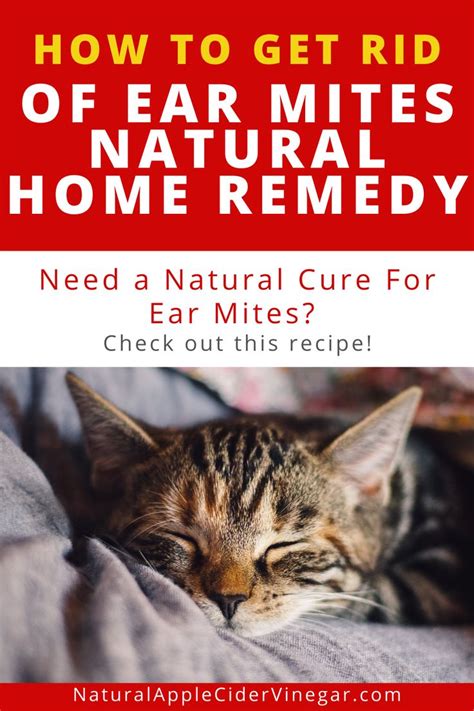 How to Get Rid of Ear Mites in Cats - Natural Home Remedy - All Natural Home | Natural home ...