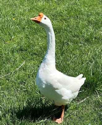 10 Domestic Goose Species & Geese Types