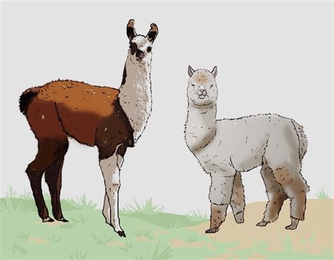 Llama Vs Alpaca Spit - bmp-cheesecake