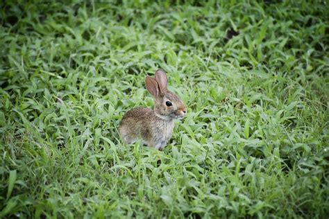 What Do Wild Baby Bunnies Eat? - Feeding Nature