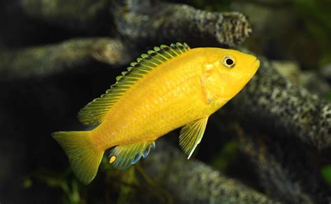 Cichlid Fish: Ultimate Guide to Types of Cichlids - Fish Laboratory