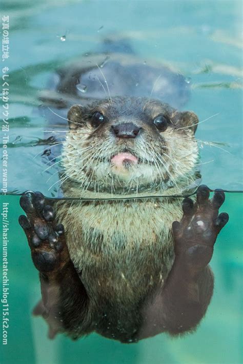 Otter Gets Up Close for a Photo — The Daily Otter | รูปสัตว์น่ารัก, รูปสัตว์ขำๆ, สัตว์เลี้ยง