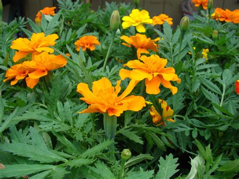 Mexican marigold (Tagetes erecta), flowers and leaves | Feedipedia