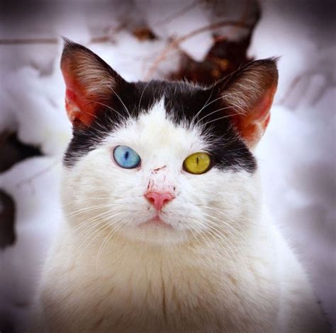 22 Mutant Animals That Have Two Different Colored Eyes