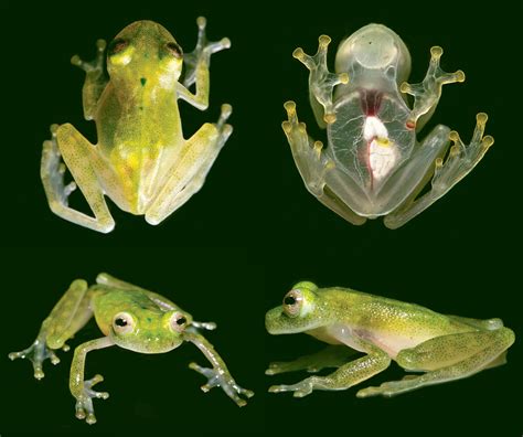 New Glassfrog Species Discovered in Ecuador | Sci.News