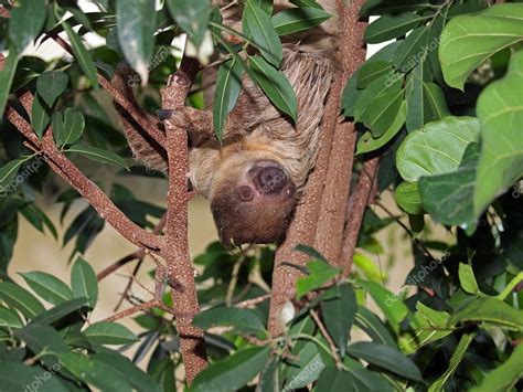 Pictures : sloth hanging from tree | Sloth hanging on tree — Stock Photo © EBFoto #62363063