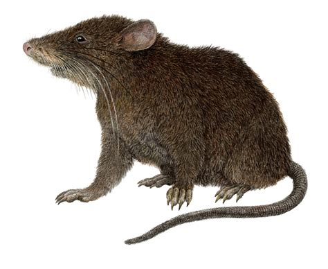 Discovery of a long-nosed 'shrew mouse' on a mountain in the Philippines will help to protect ...