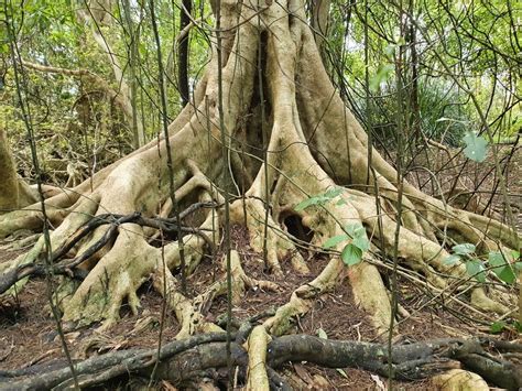 Wetland plants — Science Learning Hub