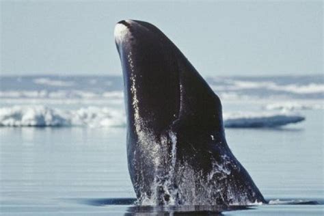 Bowhead whale genome may unlock its longevity secrets - The Verge