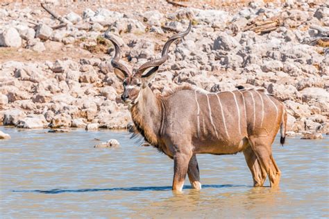 Kudu Antelope Chemical Immobilization - NexGen Pharmaceuticals