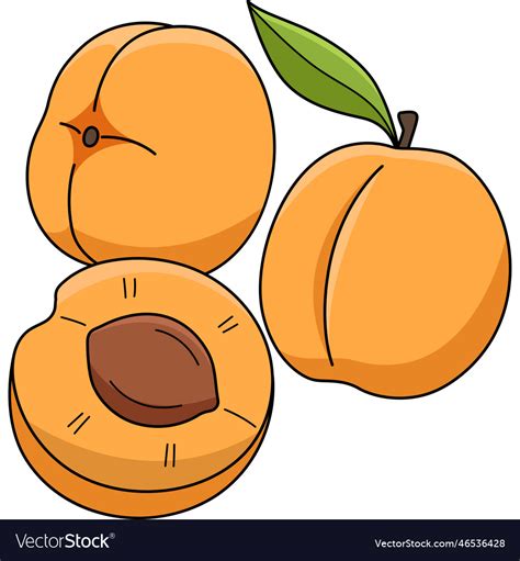 Apricot fruit cartoon colored clipart Royalty Free Vector