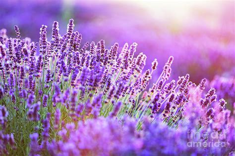 Lavender flower field at sunset. Photograph by Michal Bednarek - Fine Art America