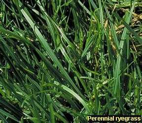 Crucial Tips For Perennial Ryegrass Identification: A Comprehensive Guide | LawnHelpful.com