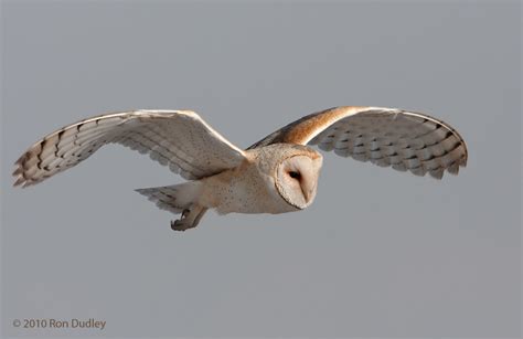 Barn Owls in Flight – Feathered Photography