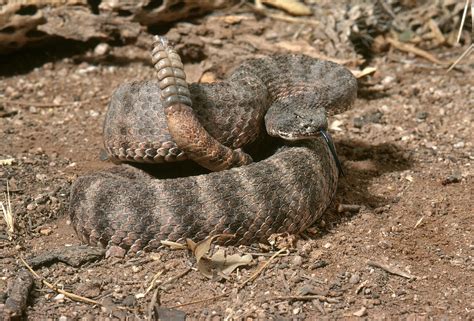 Tiger Rattlesnake Photograph by Craig K. Lorenz