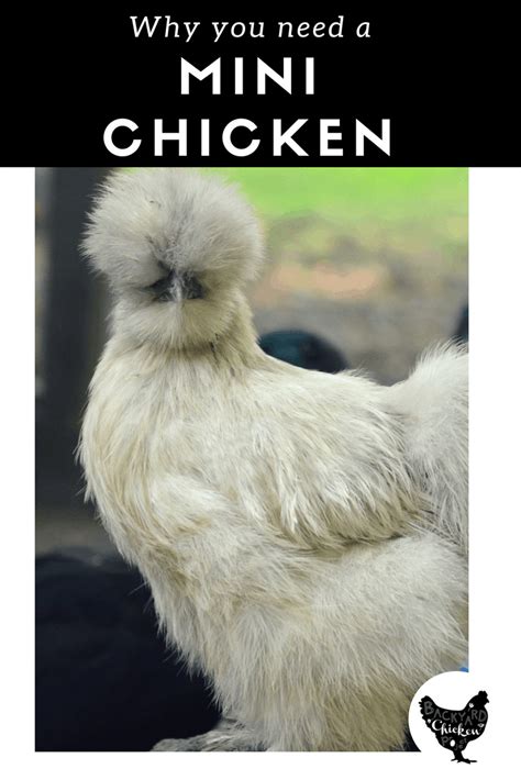 Bantam chicken breeds – Backyard Chicken Project