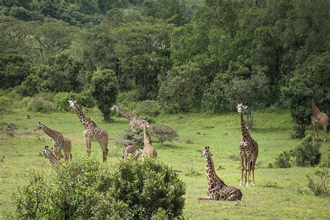 Giraffes in a Jungle Meadow Photograph by Mary Lee Dereske