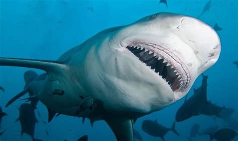 Shark attack: Mysterious creature scarred whitetip – 'Never seen anything like it' | Science ...