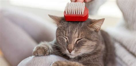 Pick the Right Cat Brush for Grooming and Comfort