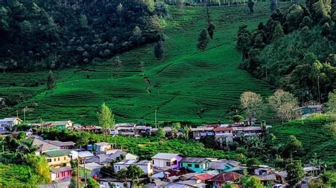 Puncak Pass, Panorama Alam yang Menawan di Cisarua Bogor - iTrip