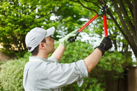 Tree Pruning- 7 Reasons Why Your Property Needs It | ArborTech Tree Service