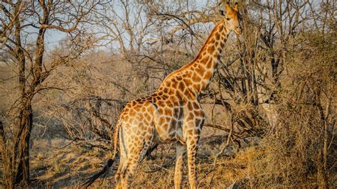 Download wallpaper: Wild giraffe in African safari 1920x1080