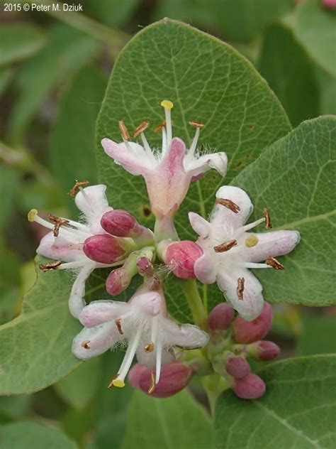 Symphoricarpos occidentalis (Wolfberry): Minnesota Wildflowers