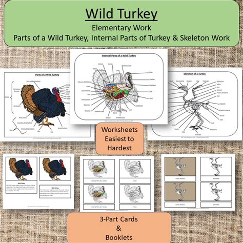 Turkey Anatomy Diagram