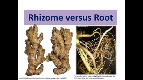 Rhizomes Definition, Function, Examples Video Lesson, 50% OFF