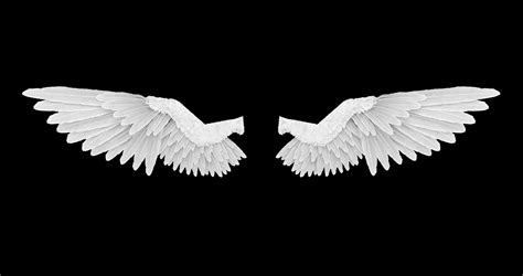 Free photo: Angel wing - Angel, Feathers, White - Free Download - Jooinn