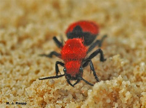 A sting to kill a cow? Red velvet ant, a.k.a. cow killer, Dasymutilla occidentalis — Bug of the Week