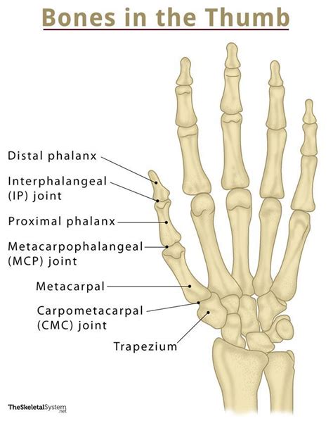 Hand Bones - Names & Structure with Labeled Diagrams