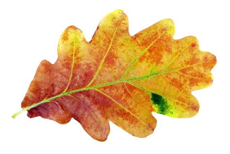 Autumn Leaves. Oak Leaf Isolated on White Stock Photo - Image of color, decoration: 127087114